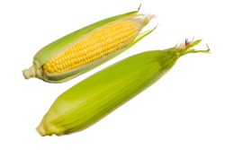 Fresh corn isolated on white background.