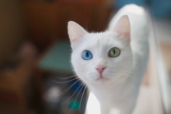 White fluffy cat with different eyes closeup. Cat with blue and green eye