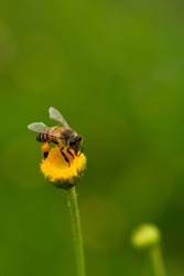 a close up of an East African lowland honey bee or Apis mellifera scutellata foraging in a flower meadow. Yellow flower with a deep green background 