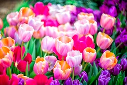 
Multicolored spring flowers - tulips with selective focus. Flower background