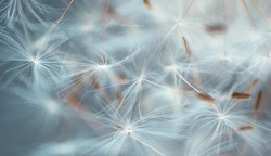 Dandelion seeds close-up abstract natural background