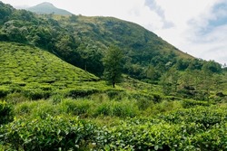 Outstanding Landscape view from Wayanad Tea Plantation at Meppadi Kerala