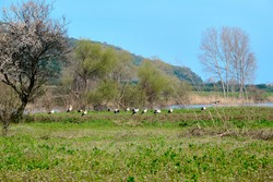 floodplain forest in Karacabey Bursa many and groups of birds pelicans black and white stork on green agricultural field near the river and trees.