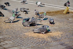 Many birds, pigeon and doves with colorful green and purple feathers in their necks on the bird seeds and foods in beyazit istanbul. They are feeding by wheat berry and bird fodder