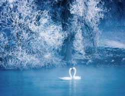 Swan spring, Xinjiang, Yili 9