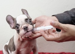 Funny face of french bulldog puppy while  Vet feeding medicine with a syringe. Animal healthcare concept. image of hand owner giving a pill to a obedient dog. Giving Medicine to Puppies