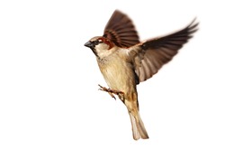 Flying House sparrow on white background (Passer domesticus)