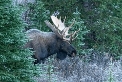 Majestic Bull Moose emerges from the woods on a frosty day in the Canadian Rockies