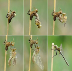 Birth of dragonfly - dragonfly hatching sequence, Downy emerald (Cordulia aenea)