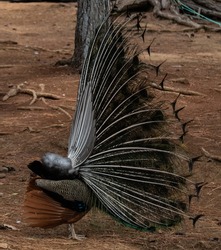A peacock seen from the side