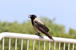 Hooded crow in a city park in Israel