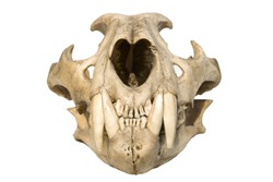 skull of a leopard on a white background