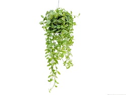 green plant hanging isolated on white background