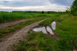Puddle with swamp and water on the road near a wheat field.