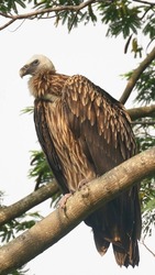 The Himalayan griffon vulture is an Old World vulture native to the Himalayas and the adjoining Tibetan Plateau. It is one of the two largest Old World vultures and true raptors.