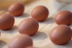 brown chicken eggs close up photo concept idea. selective focus chicken eggs background side view. Dairy protein product aligned. 