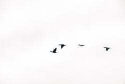 Flying cormorants, Black birds flying, Poland
