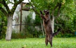 Attractive young cat walking in the grass. Funny cute kitty playing on playground.