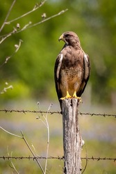 Red-tailed hawk resting on a fence post