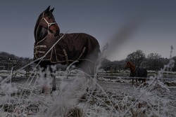 playful horses in a coats on frozen land