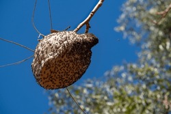 A large bee hive affixed to a tree branch with many insects outside