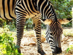 A wild zebra animal eating in a grass land, Zebras are African equines with distinctive black and white striped coats with three types grevy, plains and mountain zebras from family Equidae