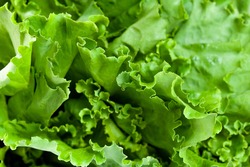 fresh lettuce green salad leaves close-up, vegetable