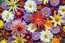 Beautiful floral background of autumn garden flowers, top view. Dahlias and asters. Backdrop for greetings or postcards.