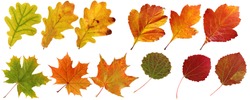 Collection of autumn leaves: oak, maple, hawthorn, aspen. Set of yellow, orange and red leaf, isolated on white background. Herbarium, botany.