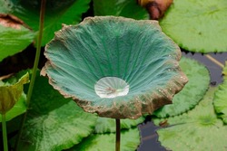 Water in Green Lilypad in Closeup (Plant Photography)