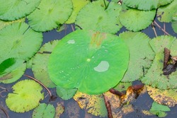 Green Lilypad in the Pond in Closeup