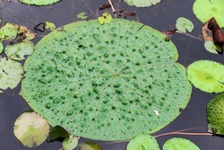 Beautiful Lilypad in the Pond in Closeup (Plant Photography)