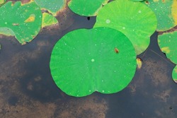 Amazing Water Lilypad in the Pond in Closeup (Plant Photography)