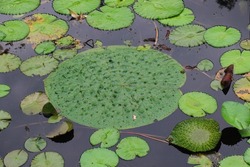 Amazing Lilypad in the Pond in Closeup (Plant Photography)
