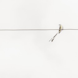 scissor-tail fly catcher on a wire