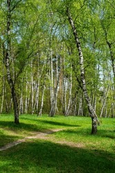 footpath in a birch grove, summer