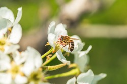 Bee on a flower of the white  blossoms. A Honey Bee collecting pollen