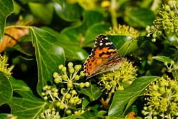Painted Lady (Vanessa Cardui) Butterfly perched on hedge (hedera helix) in Zurich, Switzerland