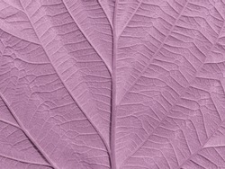 Macrophotography of natural pattern of the bright purple leaf. Magenta-colored background. The texture of the raspberry purple leaf. 