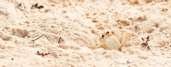 Atlantic ghost crab on sand.