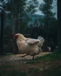 Photo of a chicken dancing