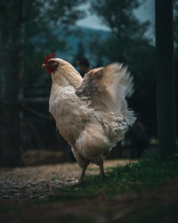 Photo of a chicken dancing