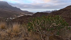 Western coast of island Gran Canaria, Spain with remote village La Aldea de San Nicolas surrounded by rugged mountains on cloudy day with Canary Islands dragon tree in front.