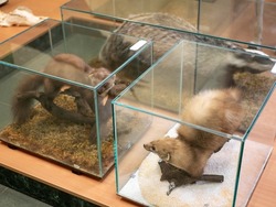 Stuffed fur-bearing animals in glass cases. Zoological display. Martens and badger in the taxidermy room