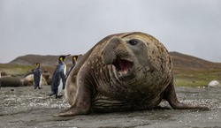 A male Elephant Seal displaying its size, South Georgia.