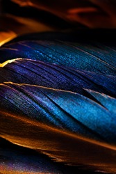 Detailed macro photo of Several blue and green duck feathers summetrically located with natural shine and gold flare