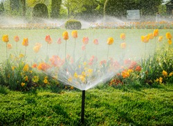 View from below of smart garden activated with full automatic sprinkler irrigation system working early in the morning in green park - watering lawn and colourful flowers tulips narcissus 