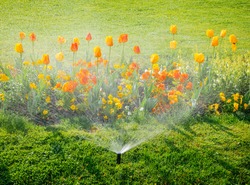 Smart garden activated with full automatic sprinkler irrigation system working early in the morning in green park watering lawn and colourful flowers tulips narcissus and other types of spring flowers
