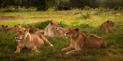 Lionesses of pride with cubs lying in the grass