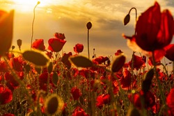 The remembrance poppy - poppy field. Flower for Remembrance Day, Memorial Day, Anzac Day in New Zealand, Australia, Canada and Great Britain. Armistice concept.